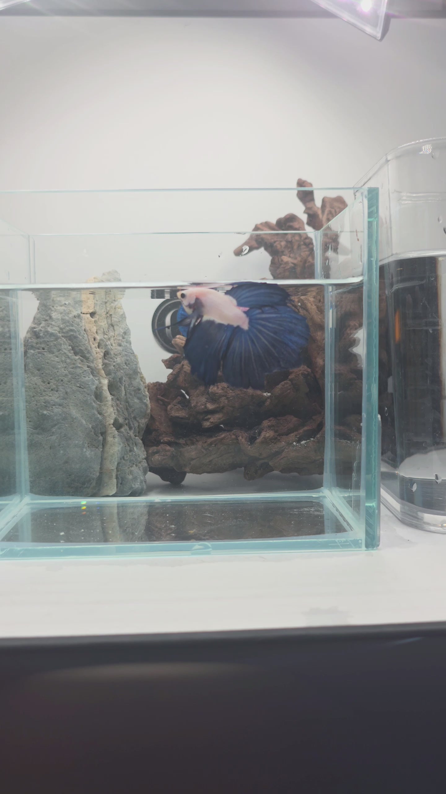 Blue Rim Halfmoon Betta Fish Pair Male (LGT-BRB-M-005) & Female (LGT-BRB-F-001)