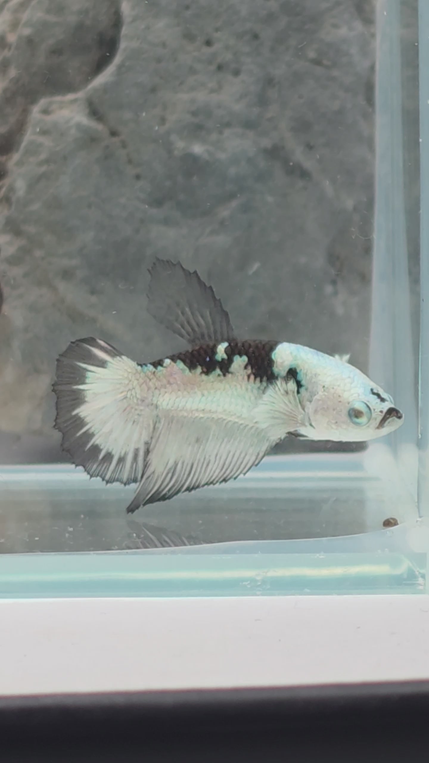 Snow Mamba Halfmoon Female Betta | WYSIWYG