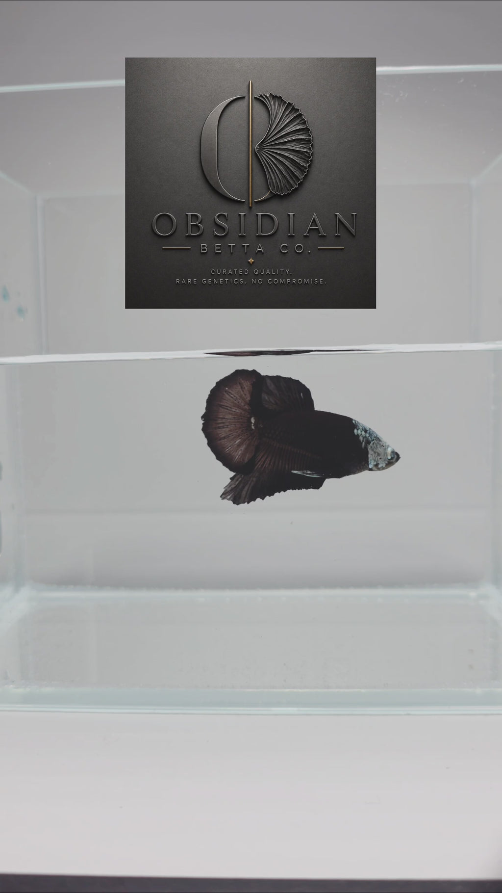 Hooded Black Samurai HMPK Male Betta