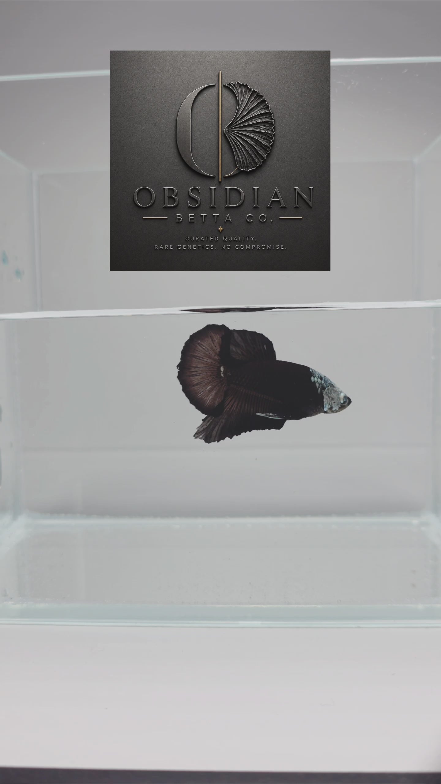 Hooded Black Samurai HMPK Male Betta