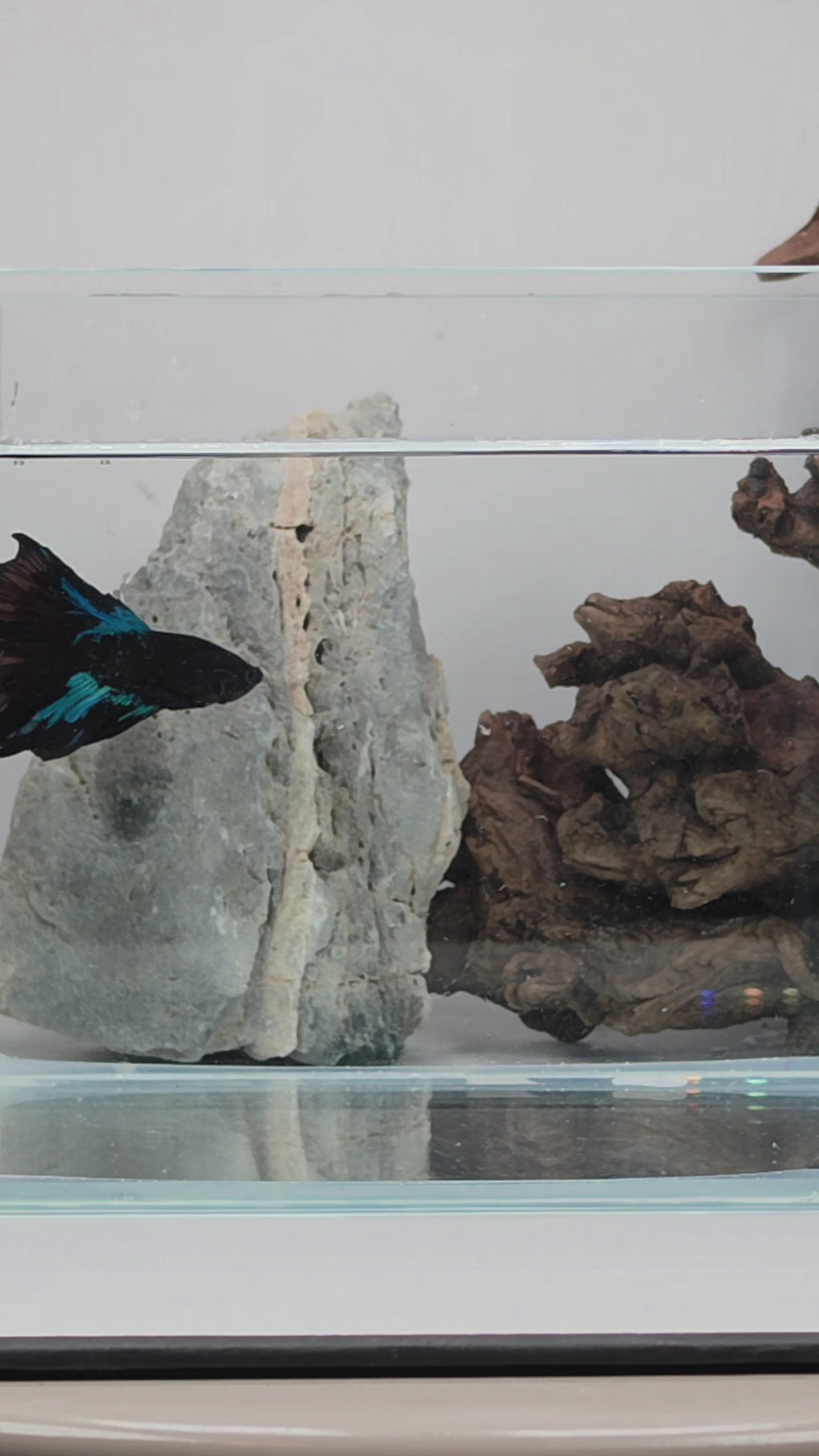 Avatar Nebula Halfmoon Betta Male (DRK-AVG-M-002)