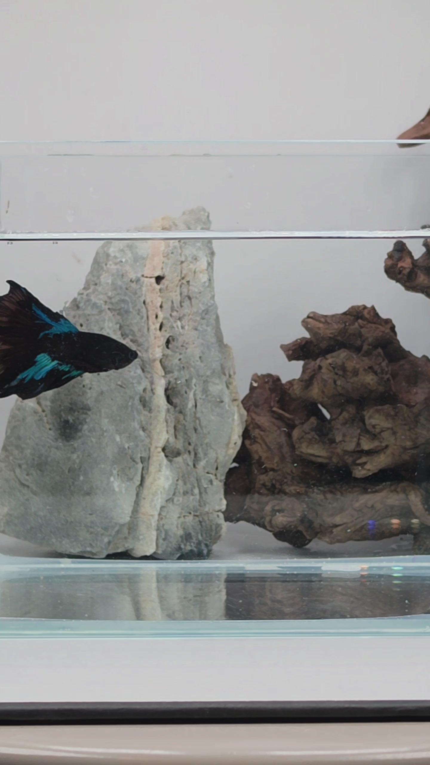 Avatar Nebula Halfmoon Betta Male (DRK-AVG-M-002)