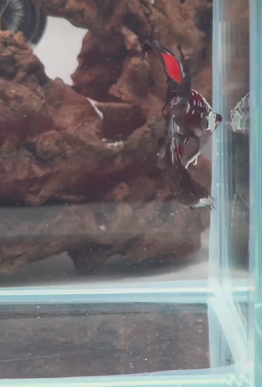 Hantengu Nemo Halfmoon Male Betta | WYSIWYG