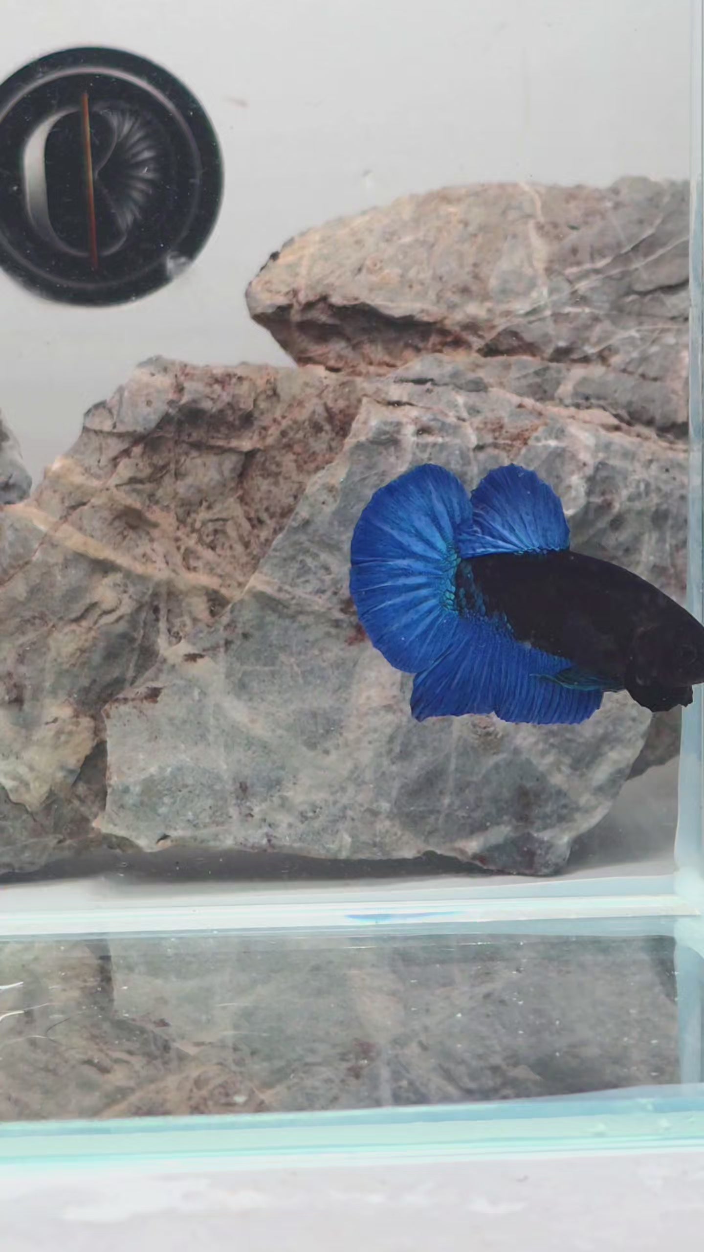 Premium Black Royal Blue HMPK Betta Male | WYSIWYG