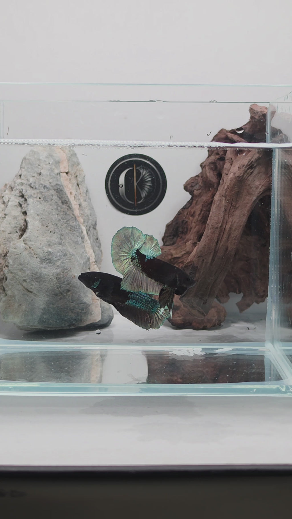Premium Black Avatar HMPK Betta Female (DRK-AVG-F-001)