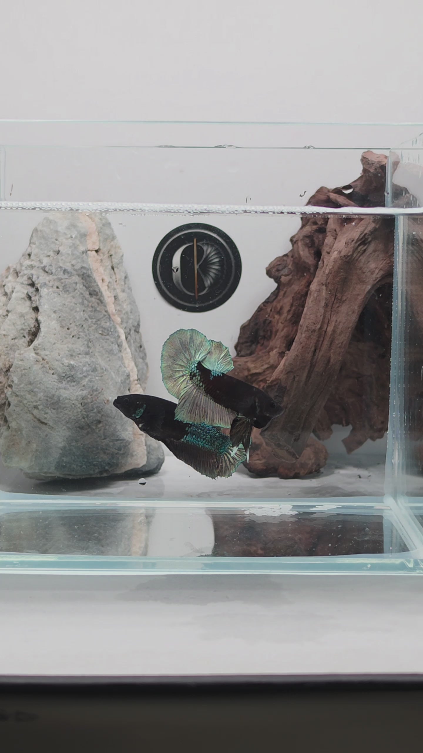 Premium Black Avatar HMPK Betta Female (DRK-AVG-F-001)
