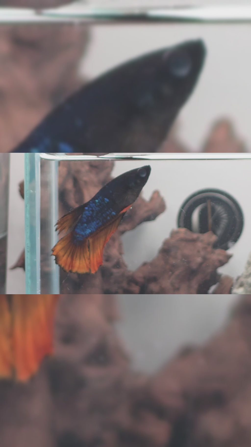 Mustard Gas Metallic Halfmoon Female Betta | WYSIWYG