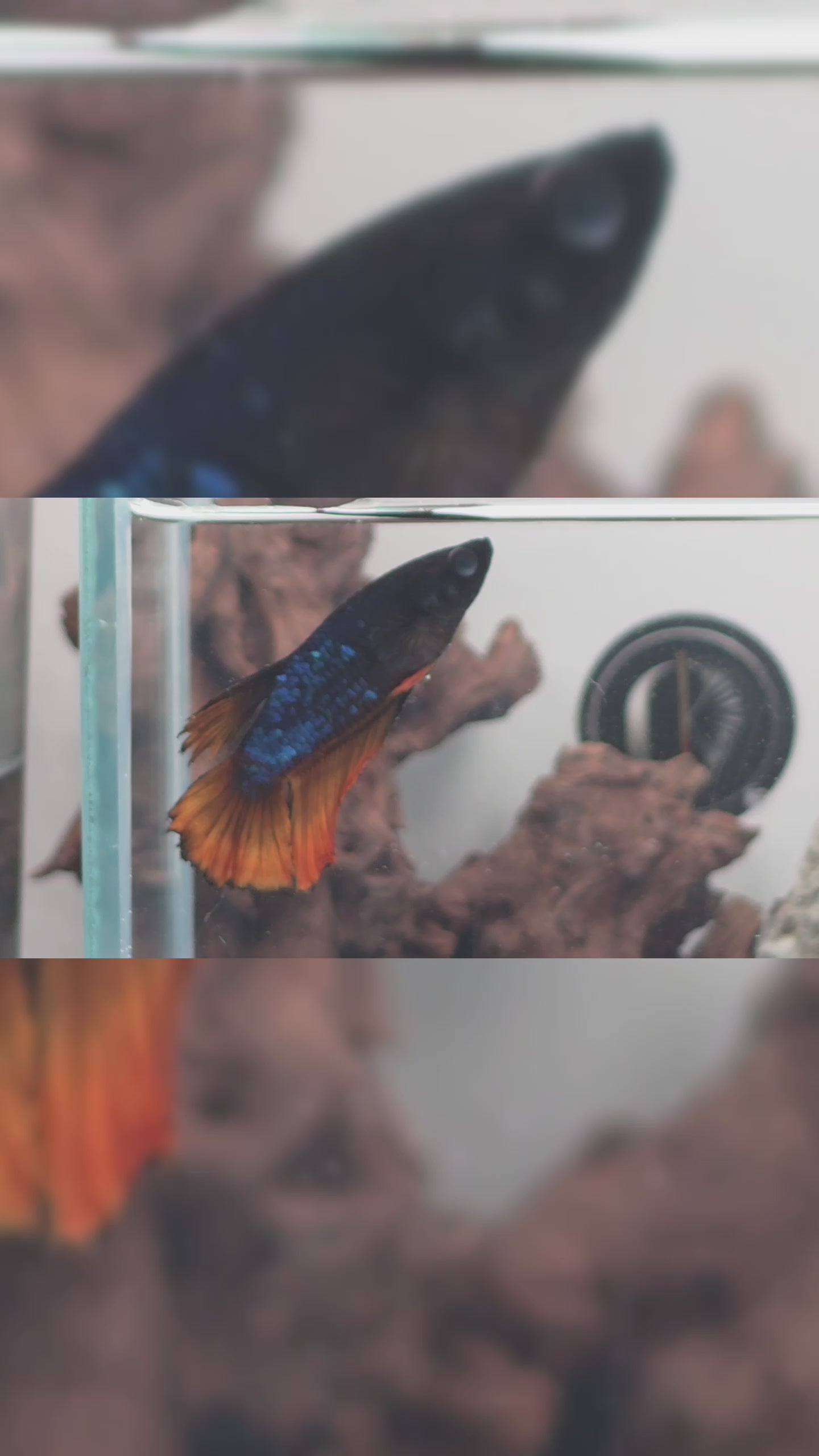 Mustard Gas Metallic Halfmoon Female Betta | WYSIWYG
