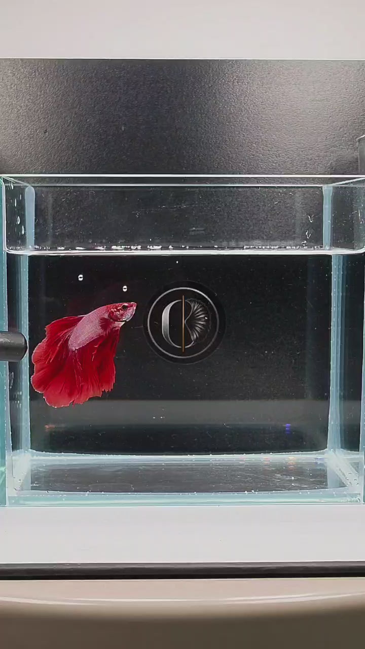 Halfmoon Red Fancy Betta Male (CRM-OTH-M-006)
