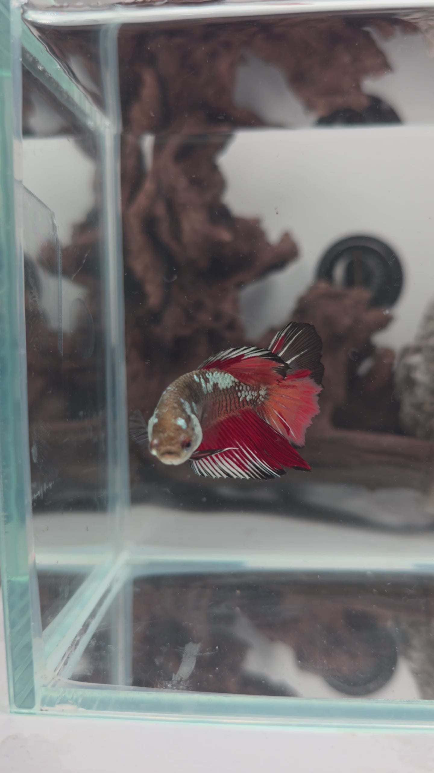Premium Samurai Nemo Halfmoon Female Betta | WYSIWYG