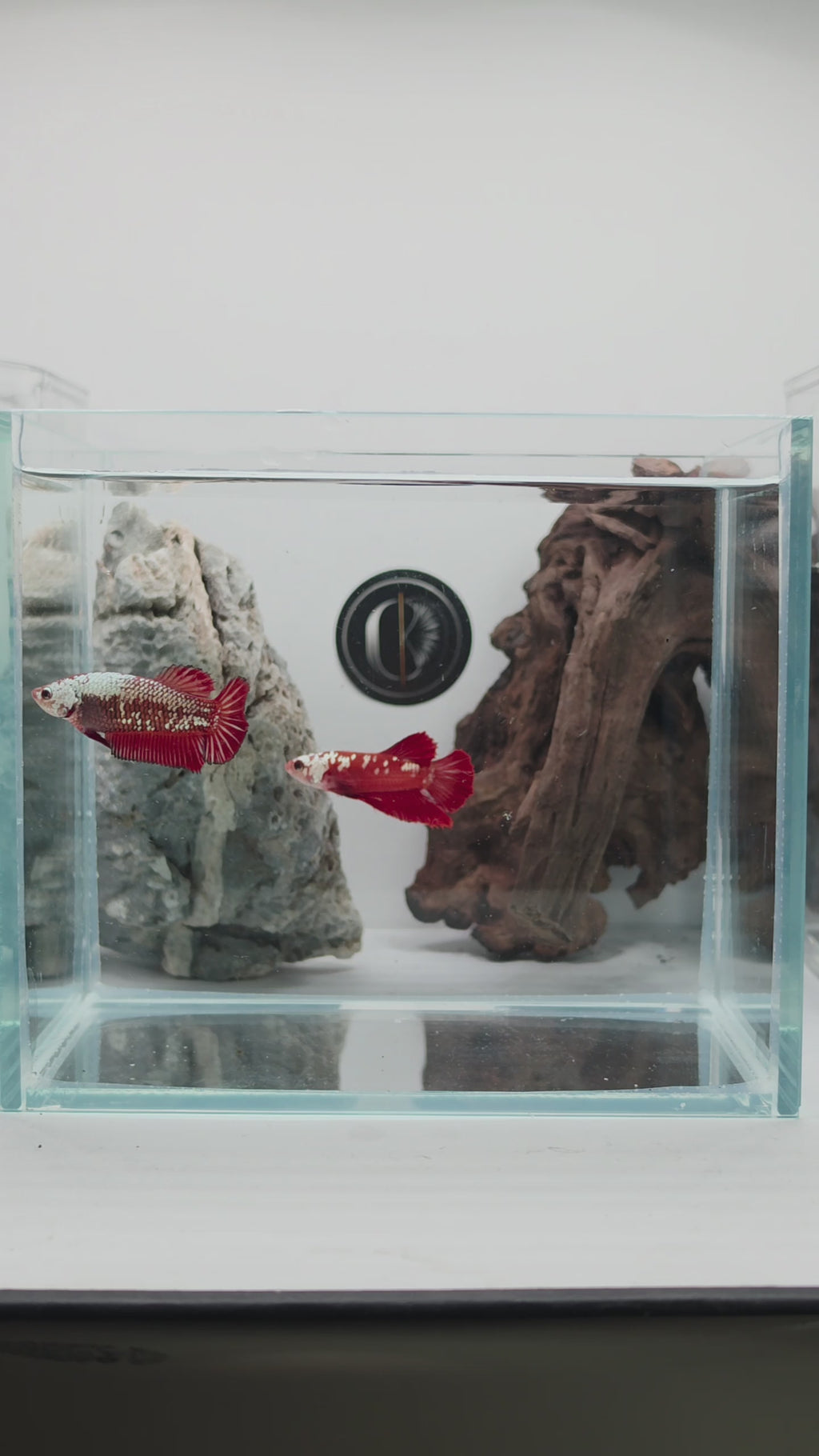 Male Red Mamba Samurai HMPK Betta Fish (CRM-RSM-M-001)