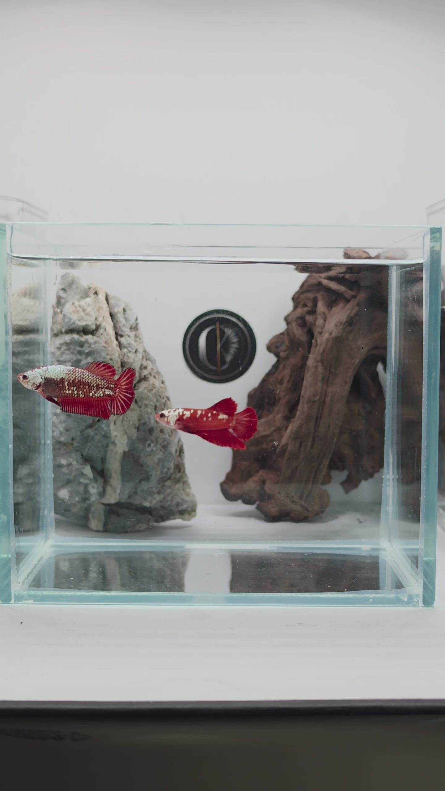 Male Red Mamba Samurai HMPK Betta Fish (CRM-RSM-M-001)
