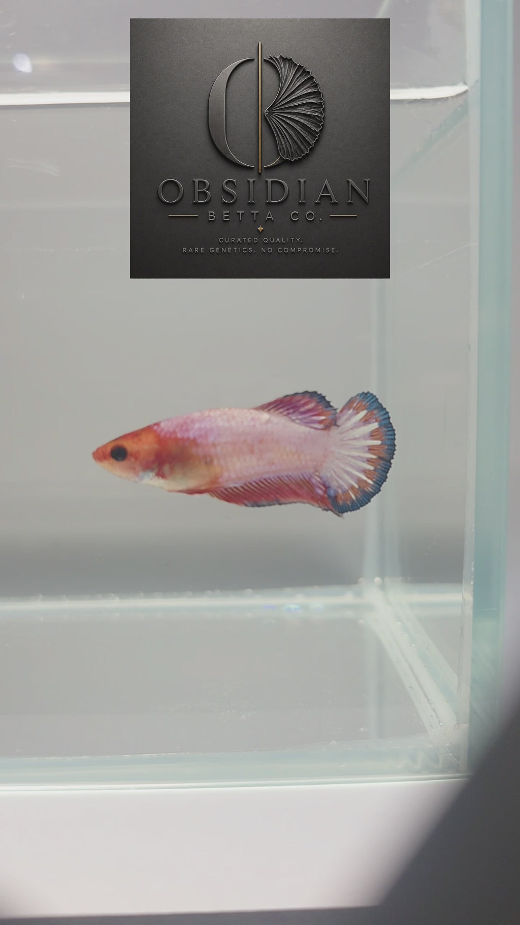 Pink Fancy Scale HMPK Female Betta
