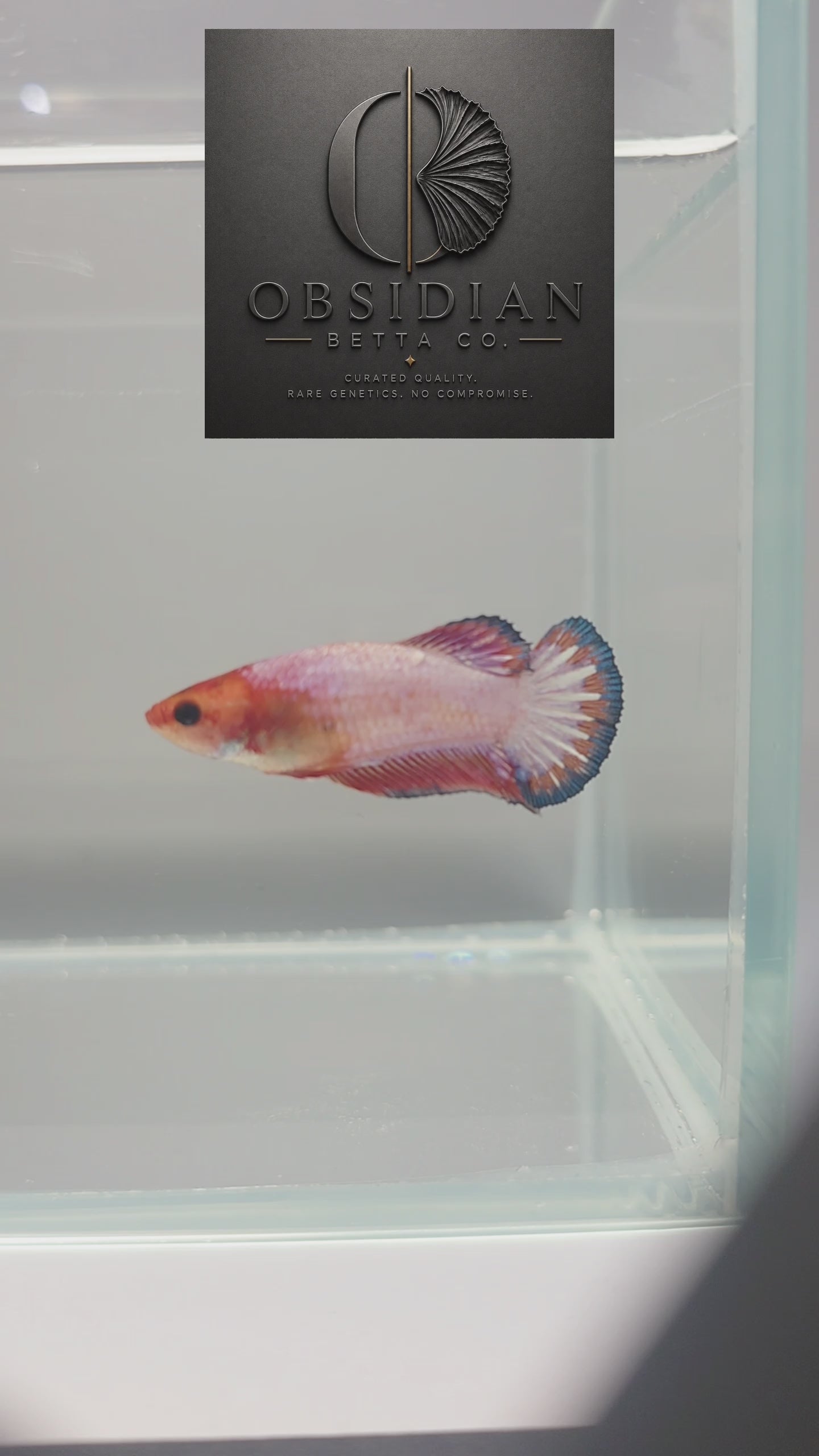 Pink Fancy Scale HMPK Female Betta