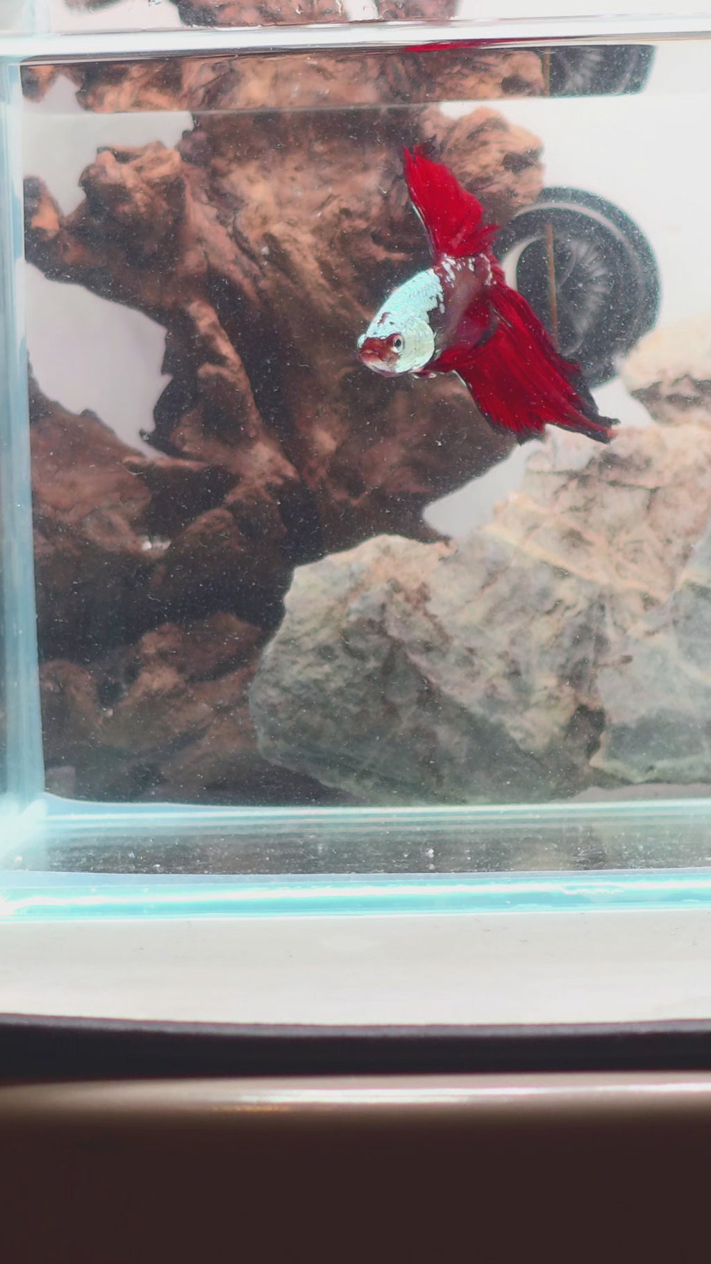 Exceptional Red Mamba Halfmoon Male | WYSIWYG