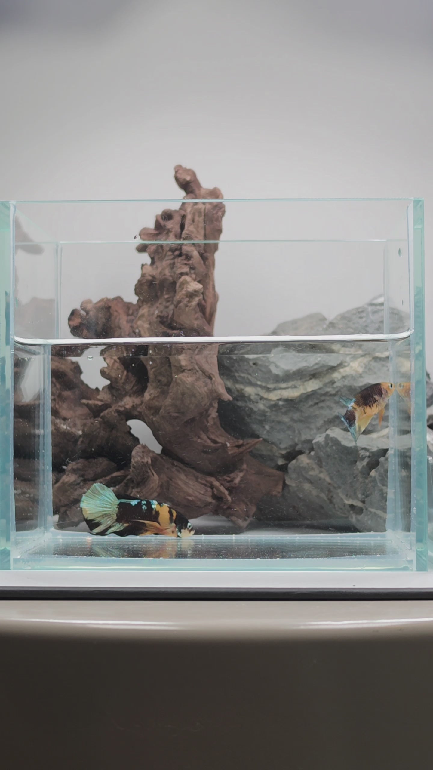 Yellow Copper KOI Betta Pair - Premium WYSIWYG Pair