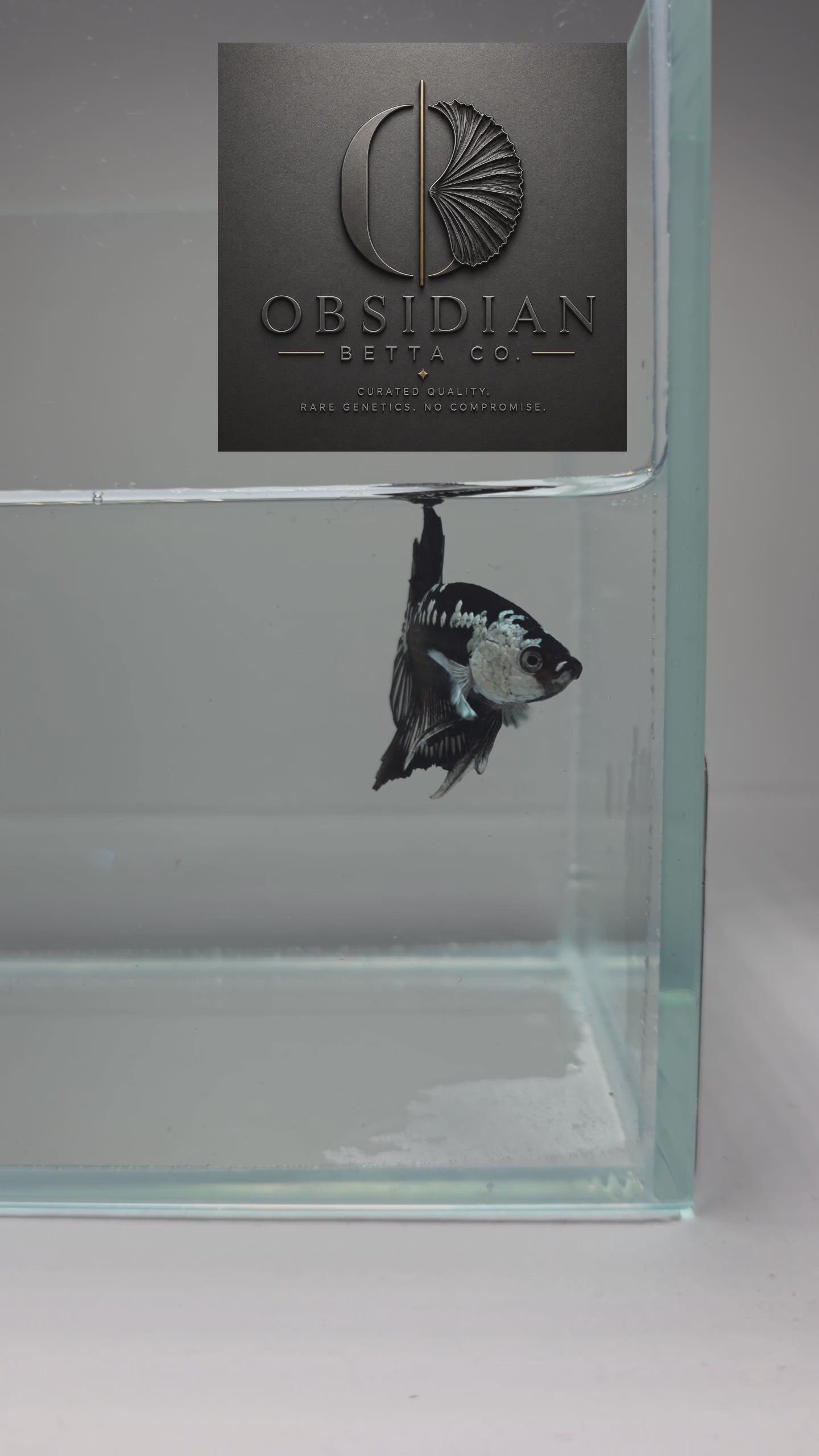 Black Samurai HMPK Male Betta