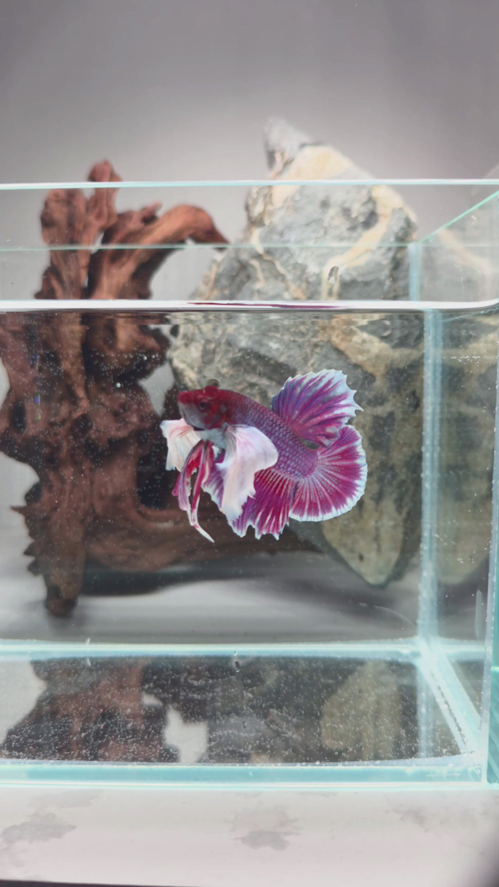Lavender Dumbo Halfmoon Betta Male – WYSIWYG