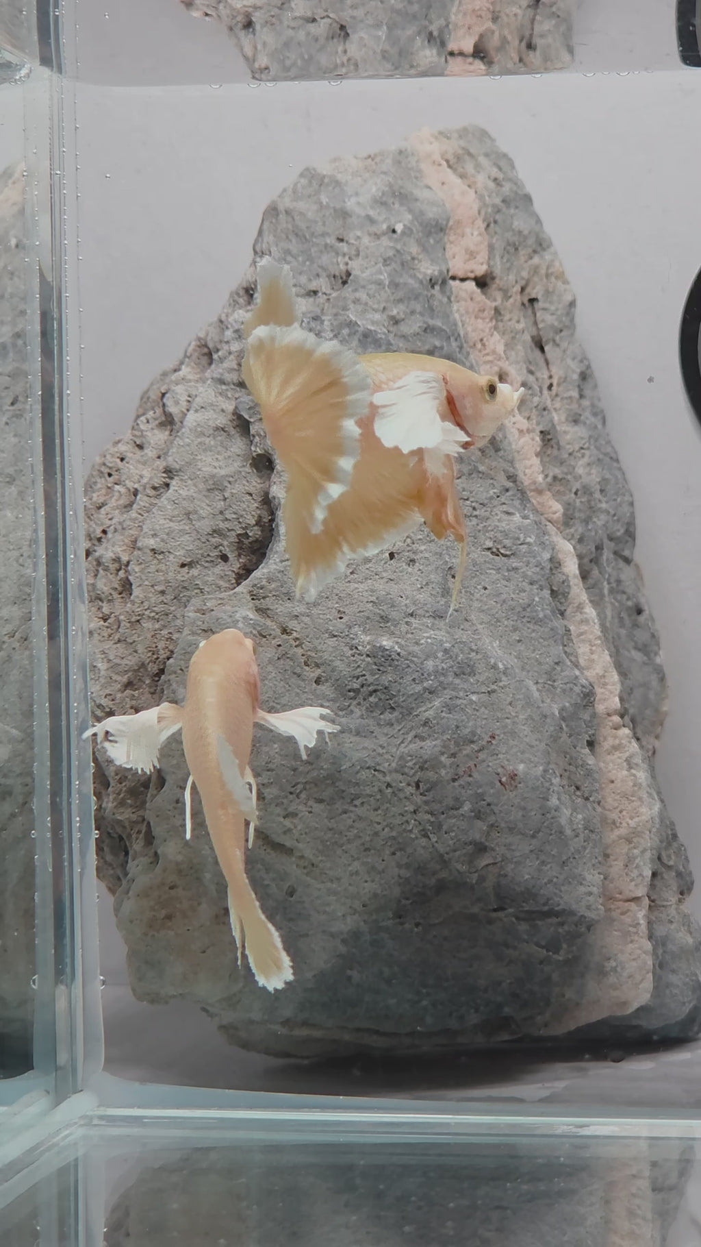 Male Soft Gold Dumbo Halfmoon Betta Fish (GLD-GDM-M-001)