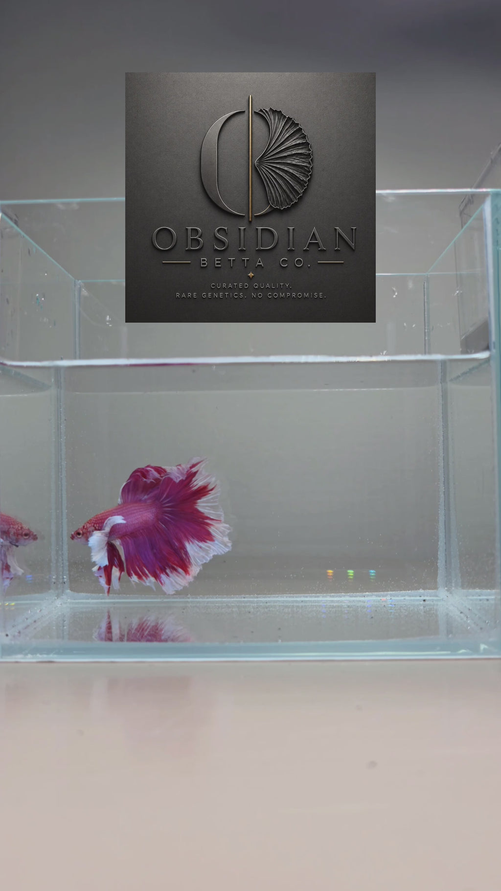 Purple Dumbo Halfmoon Male Betta