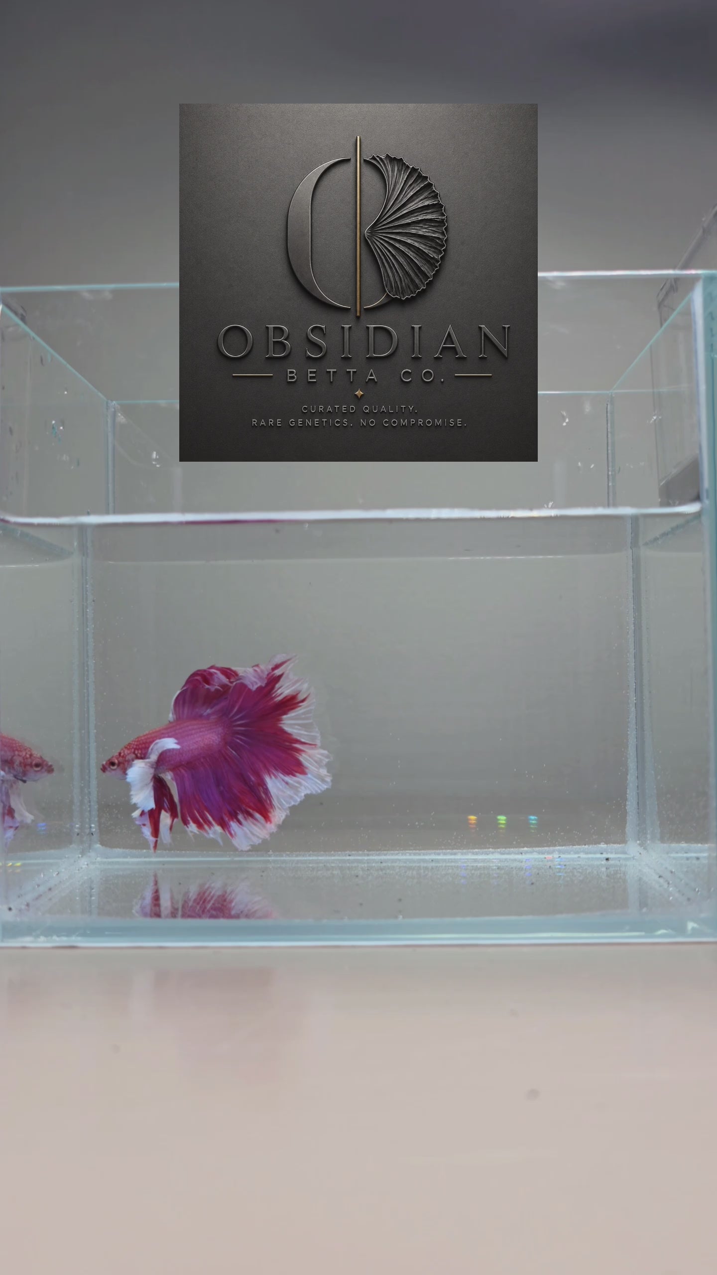 Purple Dumbo Halfmoon Male Betta