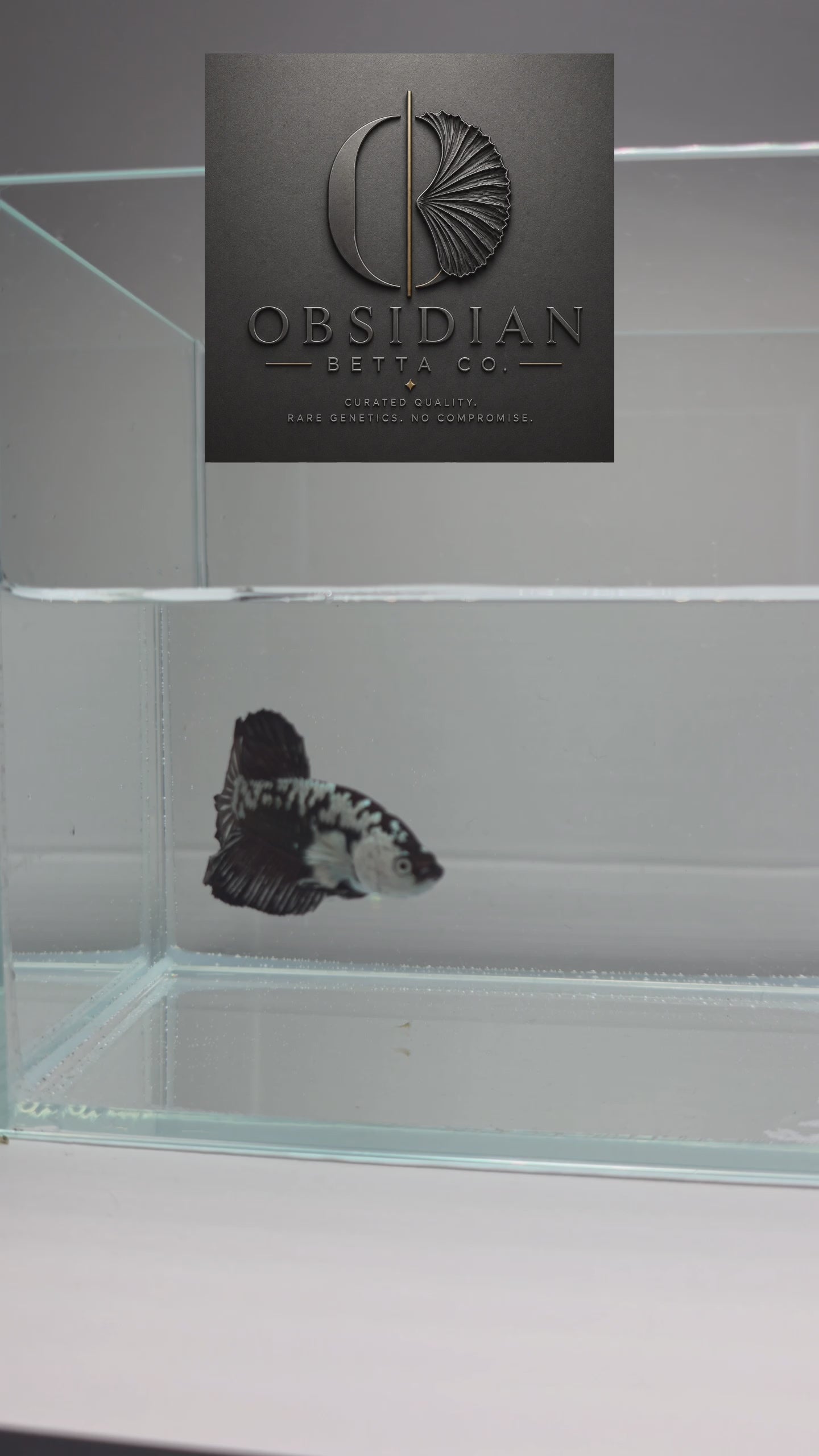 Black Samurai HMPK Male Betta