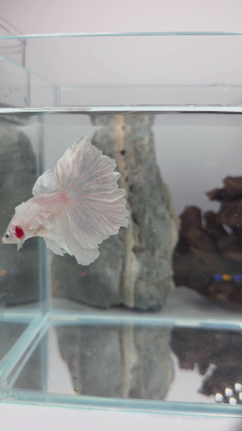Male White Platinum Dumbo Halfmoon Betta Fish (LGT-OTH-M-004)