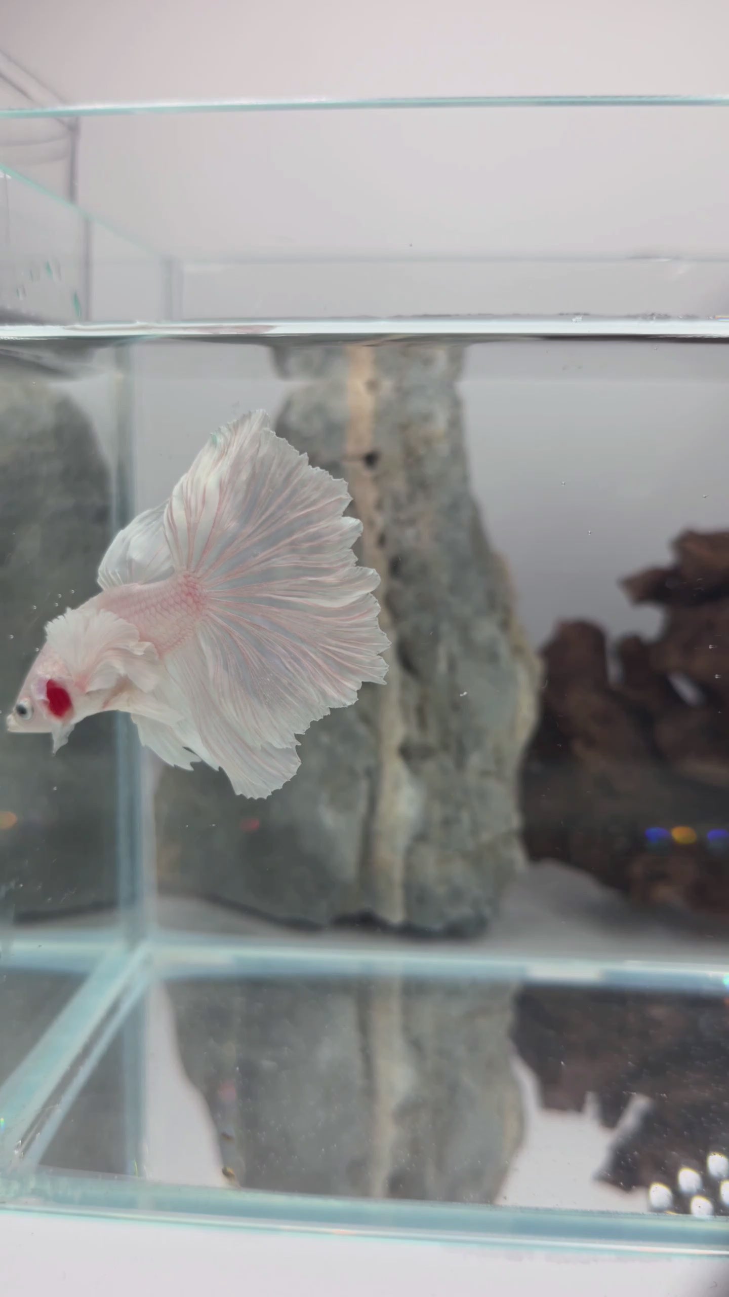 Male White Platinum Dumbo Halfmoon Betta Fish (LGT-OTH-M-004)
