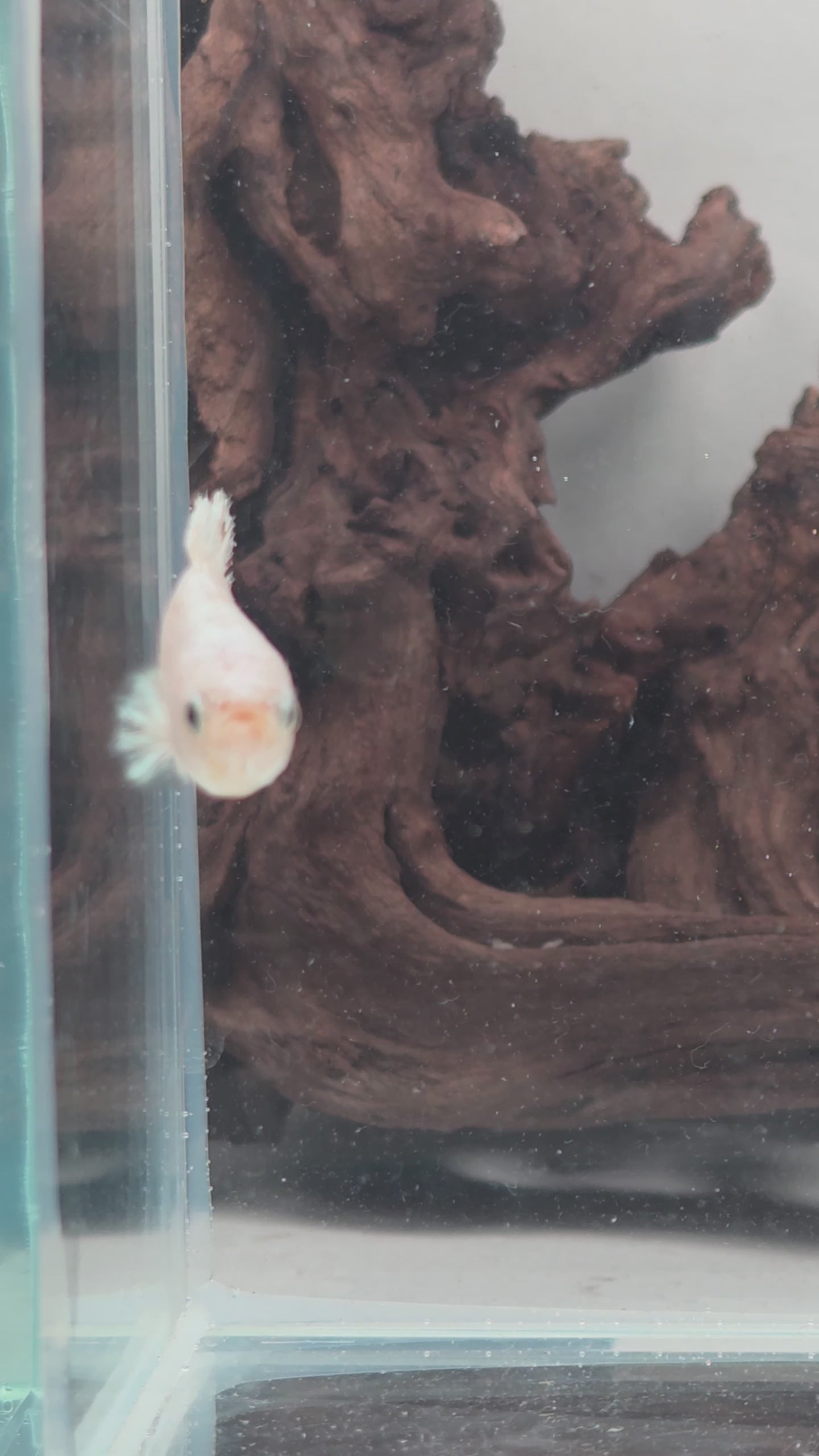 Snow Dragon Halfmoon Female Betta | WYSIWYG
