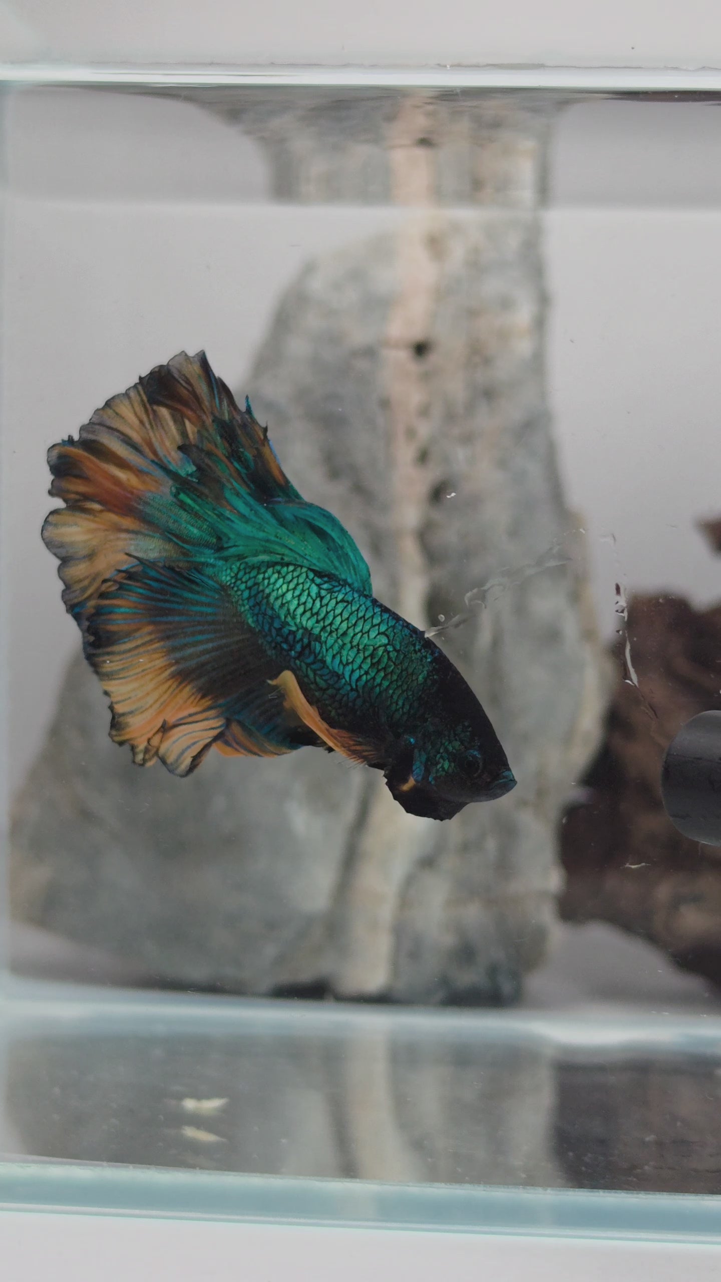Male Halfmoon Green Metallic Mustard Gas Betta Fish (SPC-MSG-M-004)