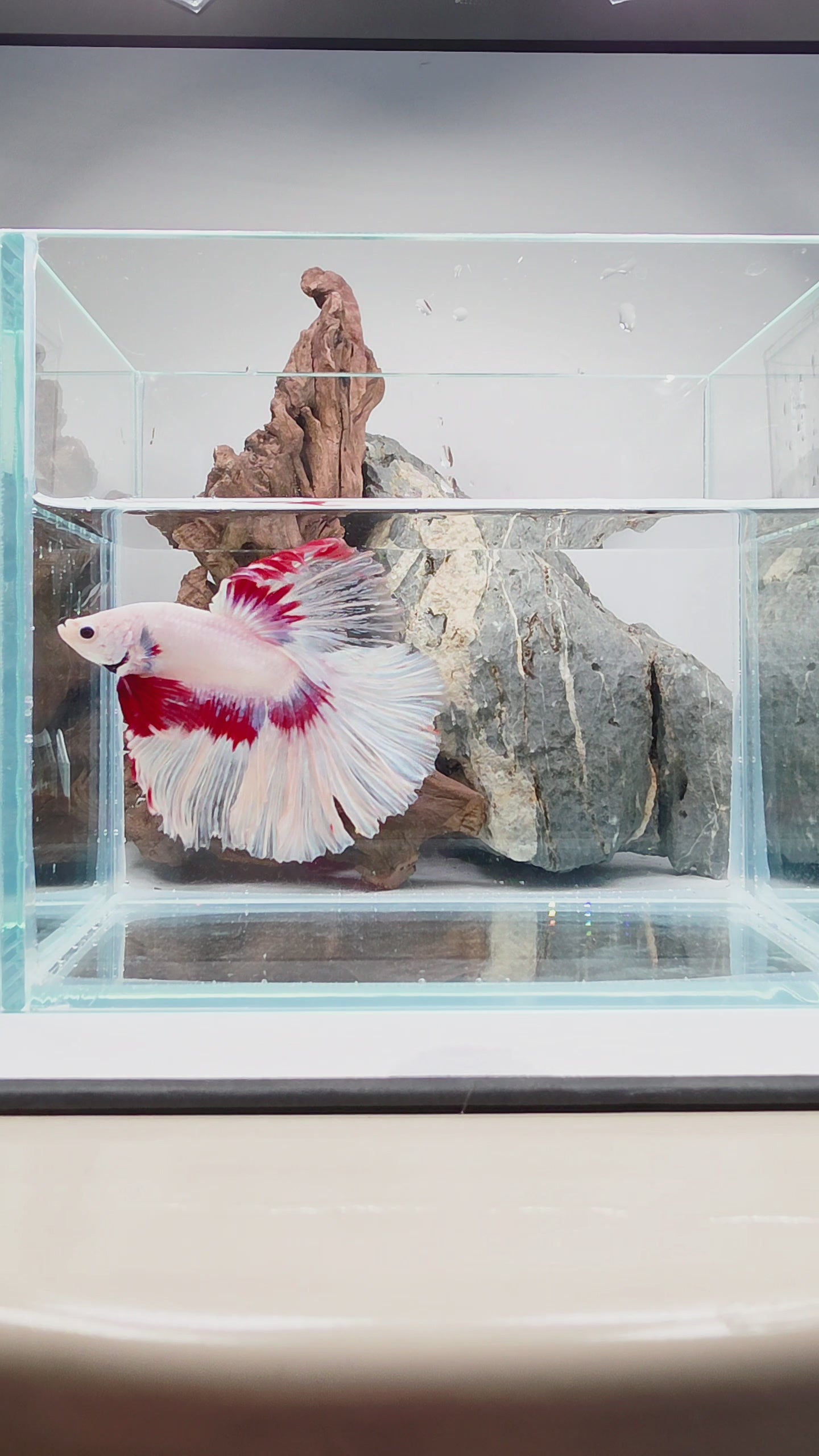 Snow Dragon Halfmoon Betta Male (CRT-SND-M-001)