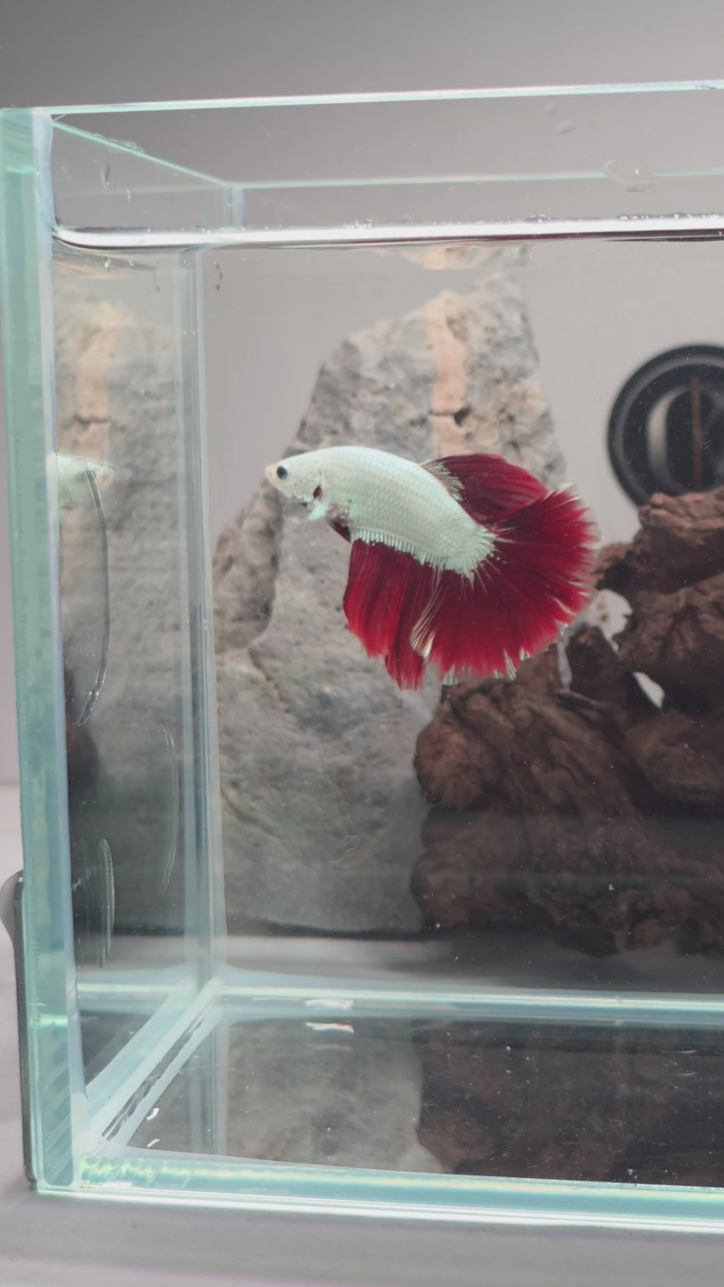 Premium Snow Dragon Bi-Colour Halfmoon Betta | WYSIWYG