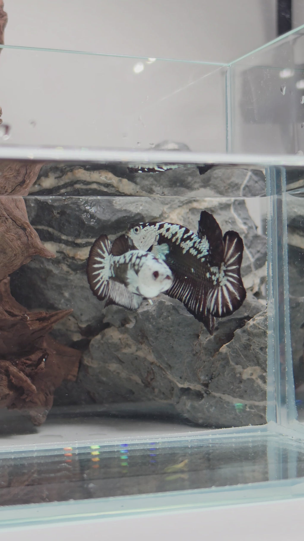 Black Samurai Betta Pair 1 - Premium WYSIWYG Pair