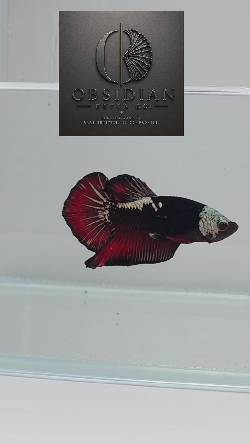 Elite Vampire Samurai HMPK Male Betta
