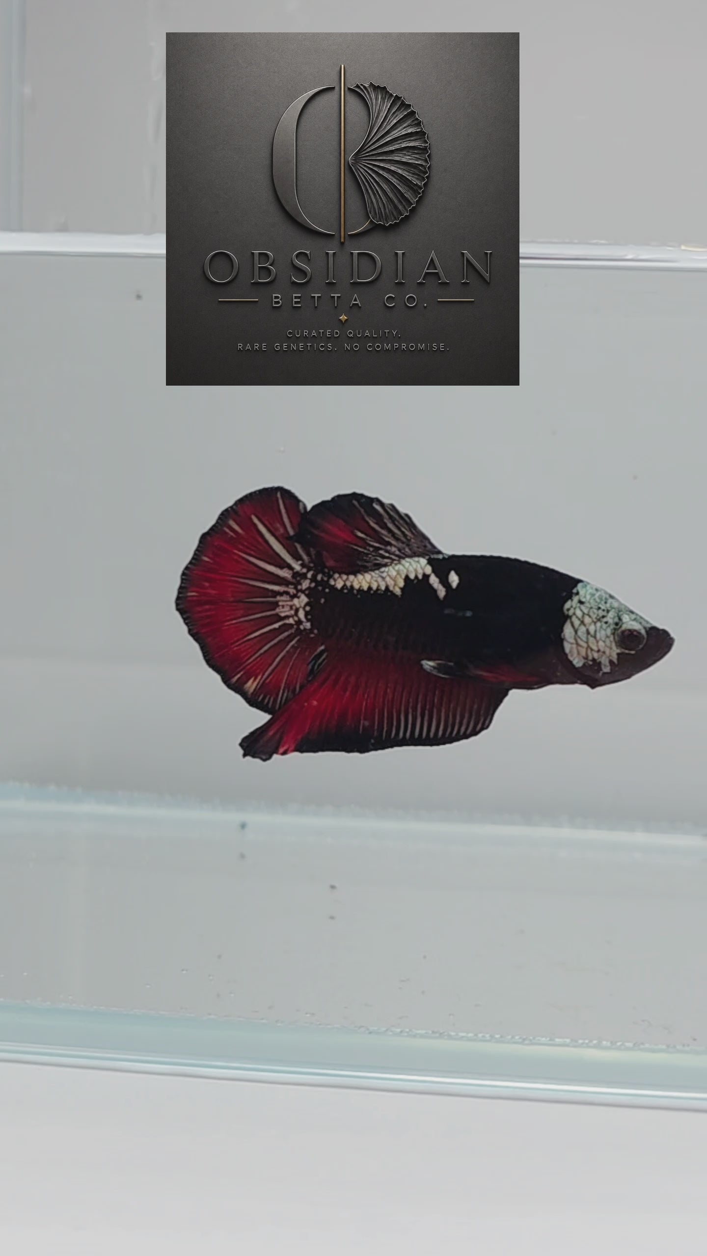 Elite Vampire Samurai HMPK Male Betta
