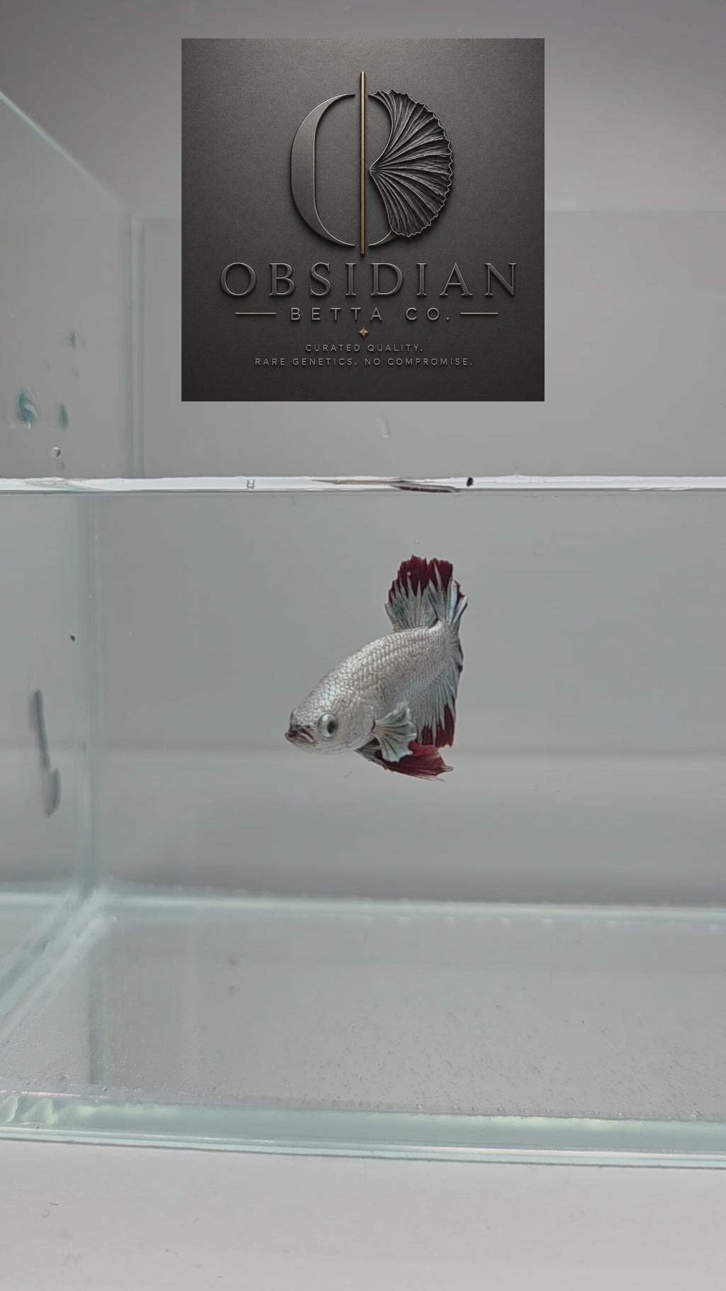 Red Dragon Samurai HMPK Male Betta