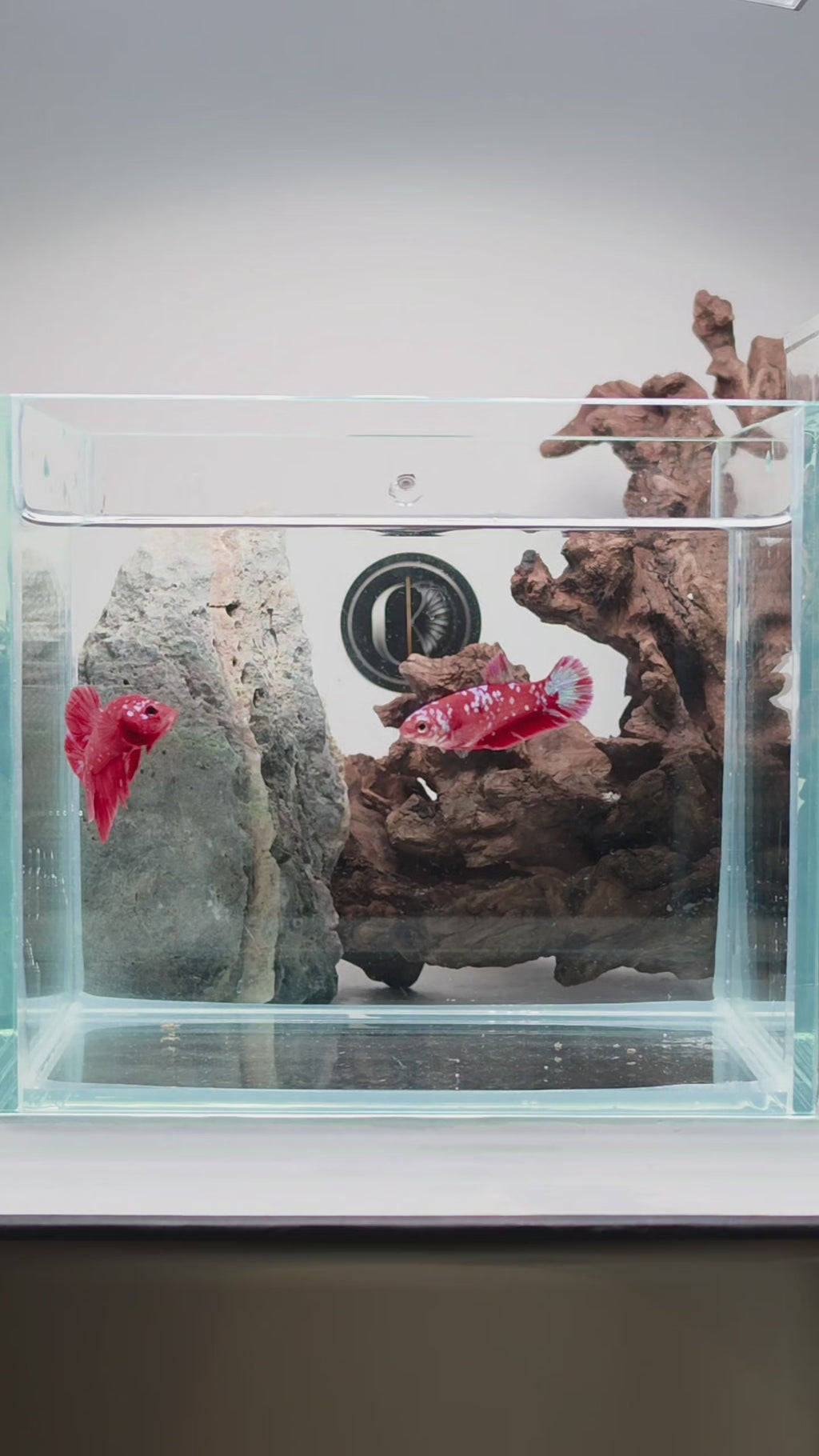 Red Barongsai Halfmoon Plakat Male Betta Fish