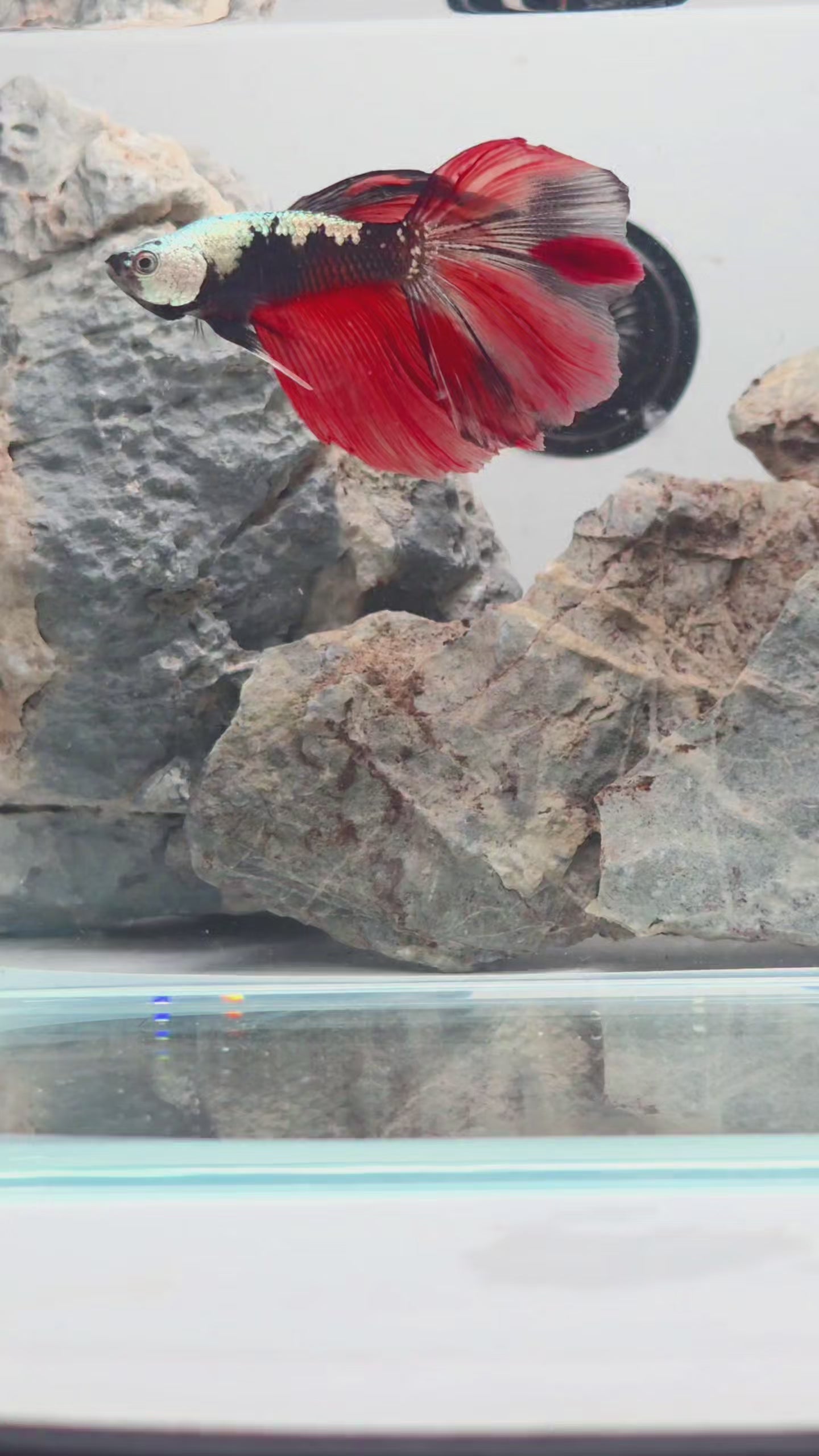 Premium Samurai Nemo Halfmoon Betta Male | WYSIWYG