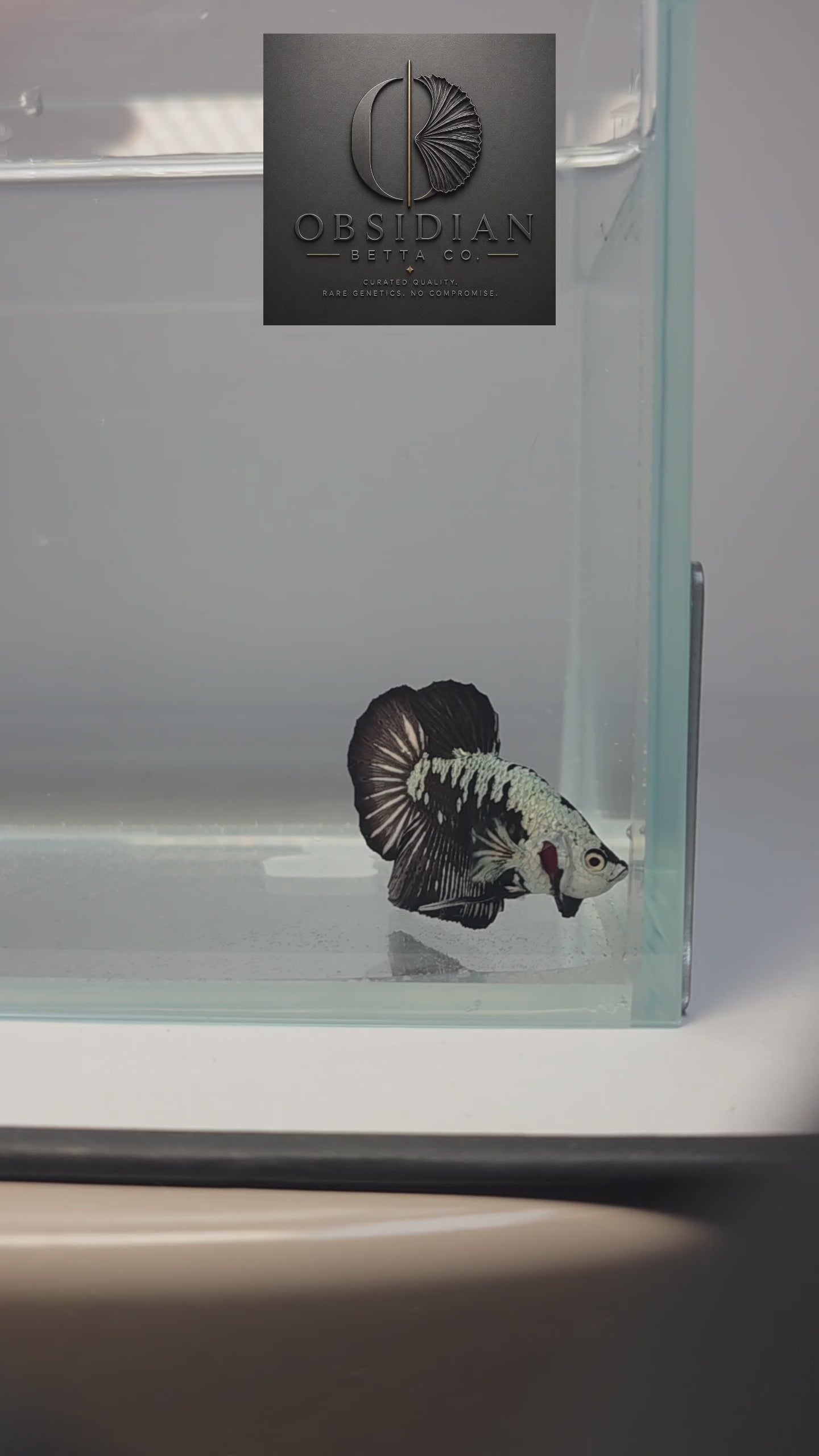 Black Samurai HMPK Male Betta