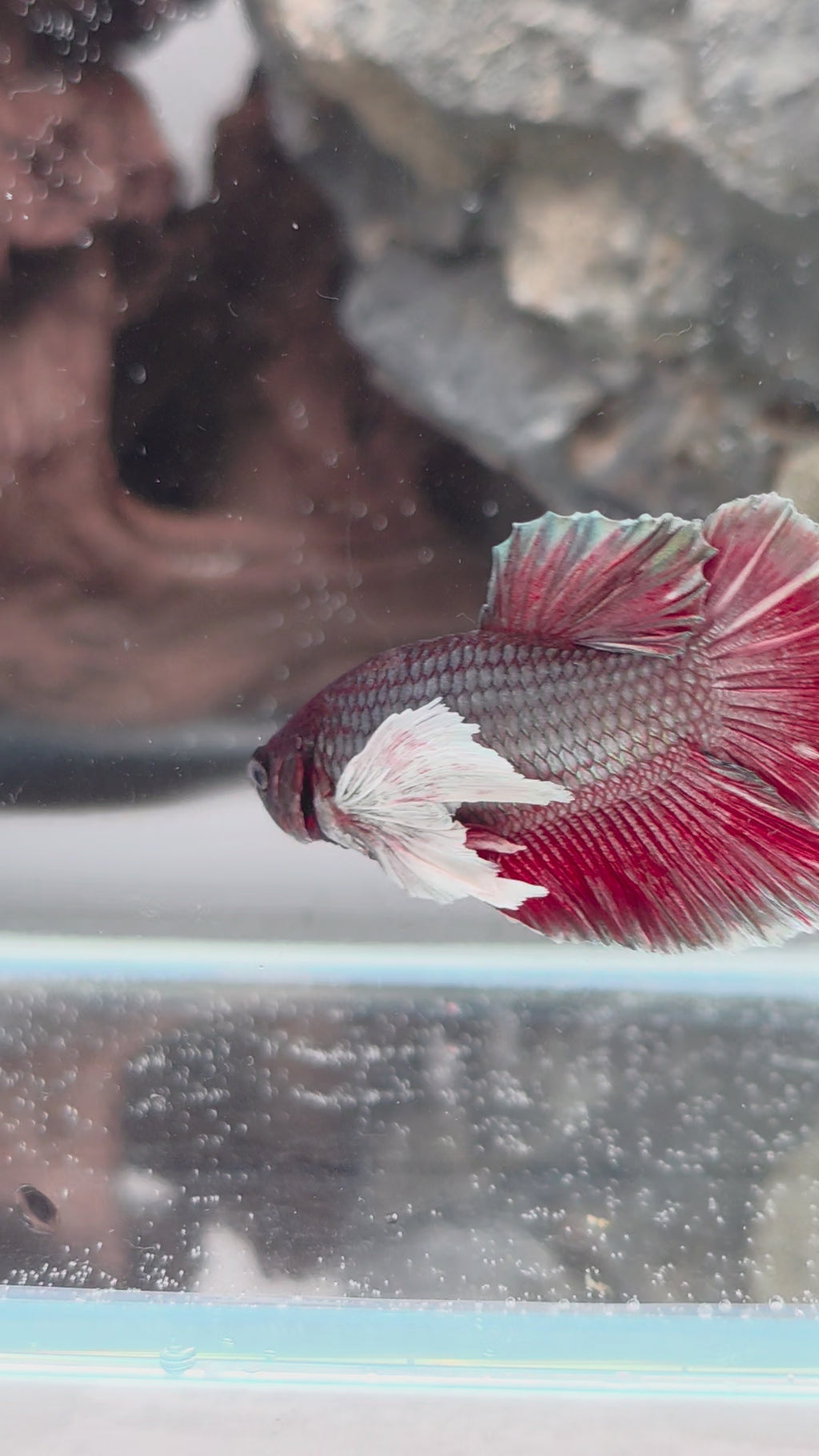 Black Copper Dumbo Halfmoon Male – Premium WYSIWYG Betta