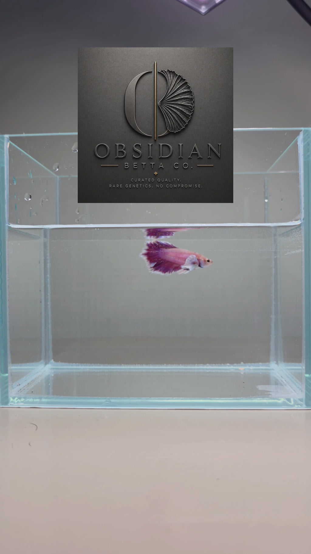 Foundation Purple Dumbo Halfmoon Female Betta