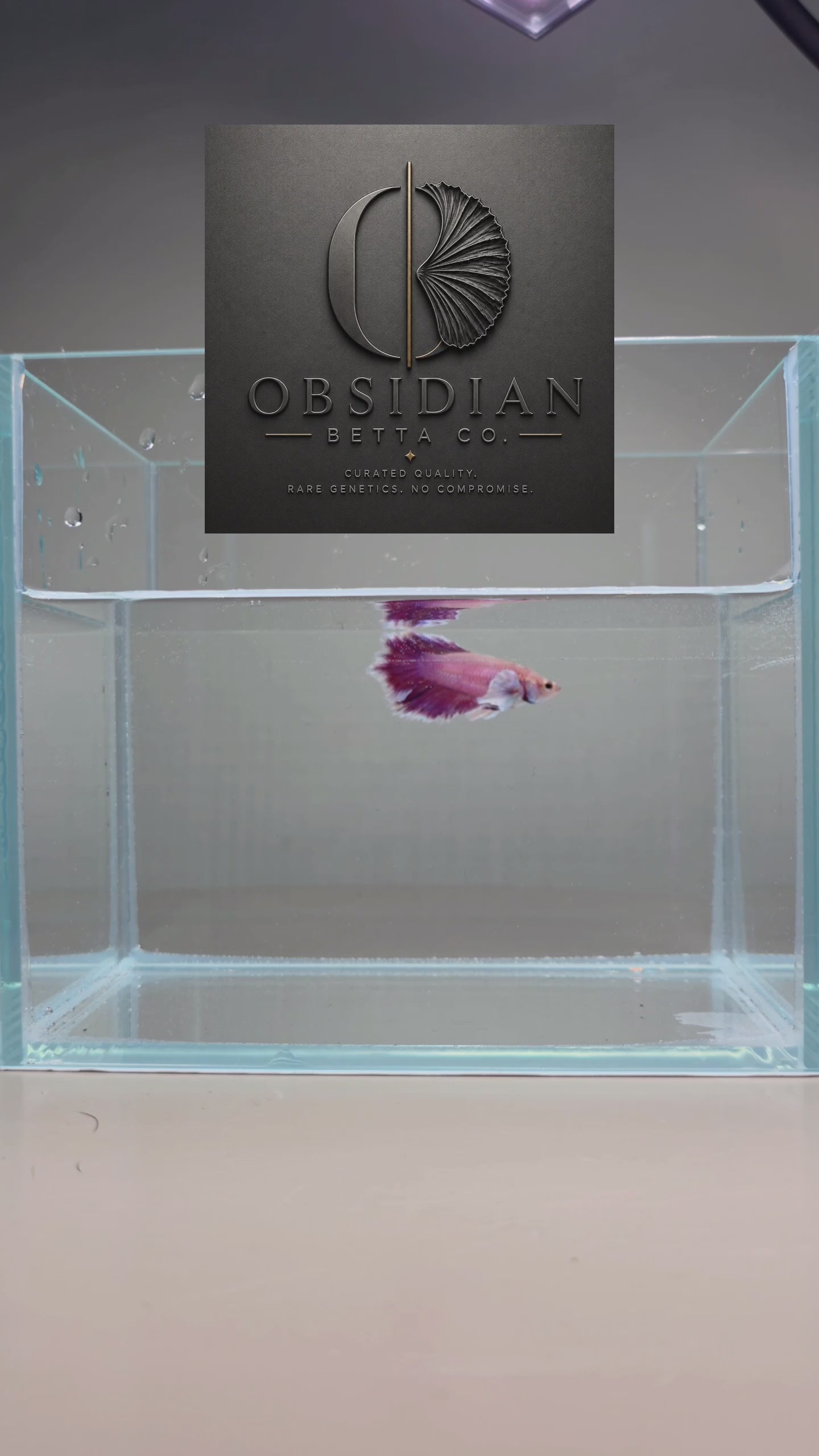 Foundation Purple Dumbo Halfmoon Female Betta
