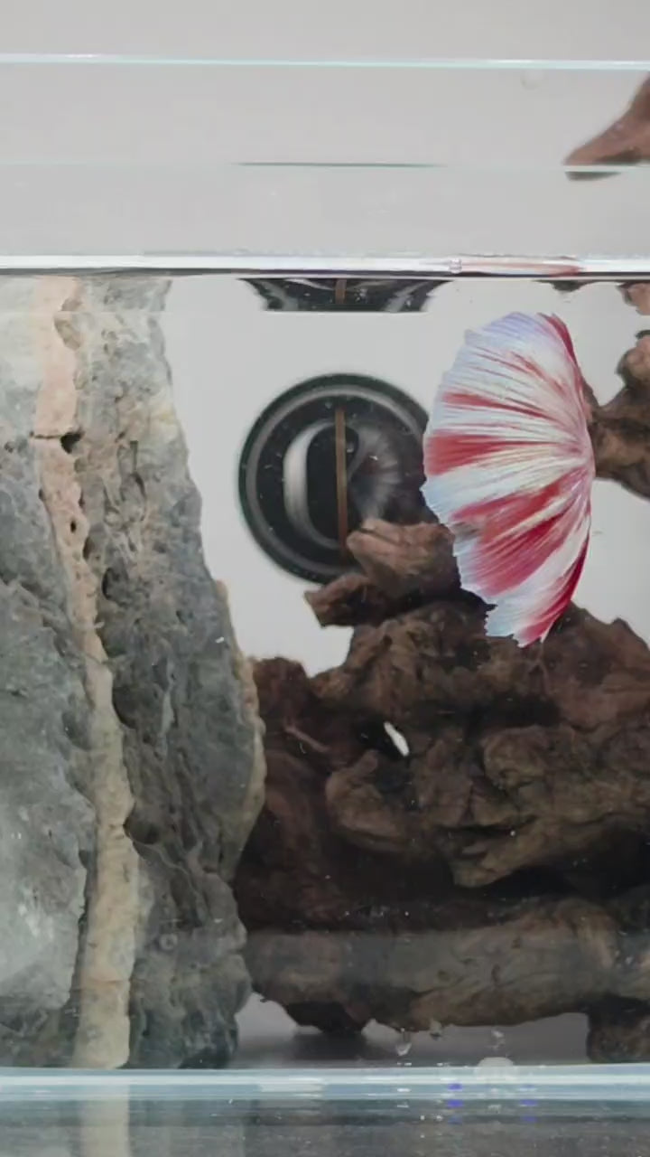 Barongsai Halfmoon Betta Fish Male (CRM-OTH-M-005)