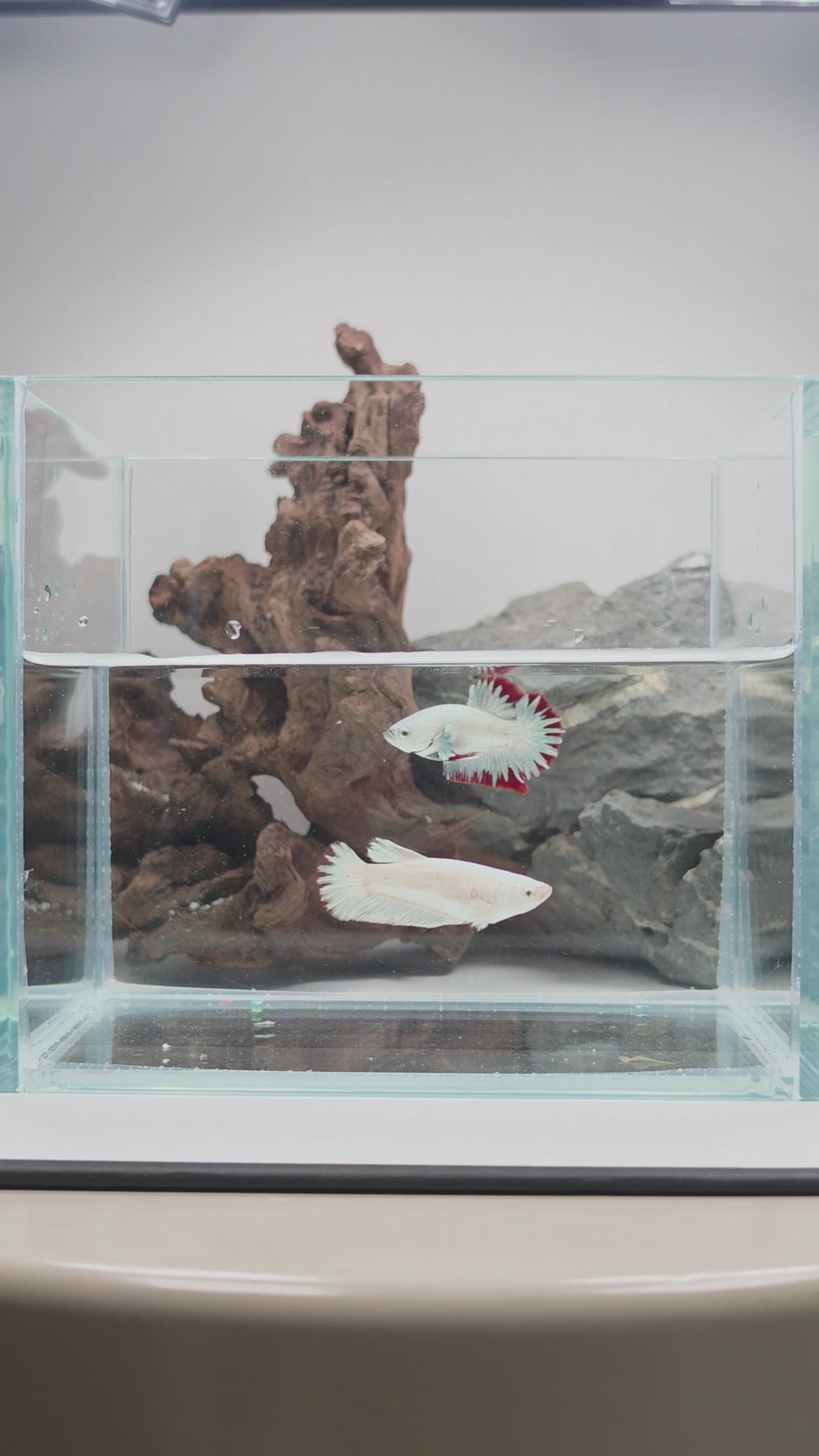 Snow Dragon Betta Pair – Premium WYSIWYG Pair