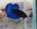 Premium Black Royal Blue HMPK Betta Male | WYSIWYG