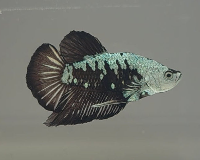 Black Samurai HMPK Male Betta