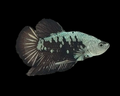 Black Samurai HMPK Male Betta
