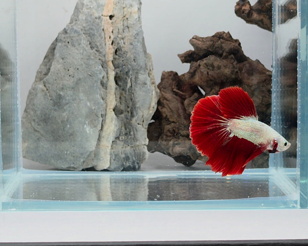 Male Halfmoon Snow Dragon Bi-Colour Betta Fish (LGT-SND-M-001)
