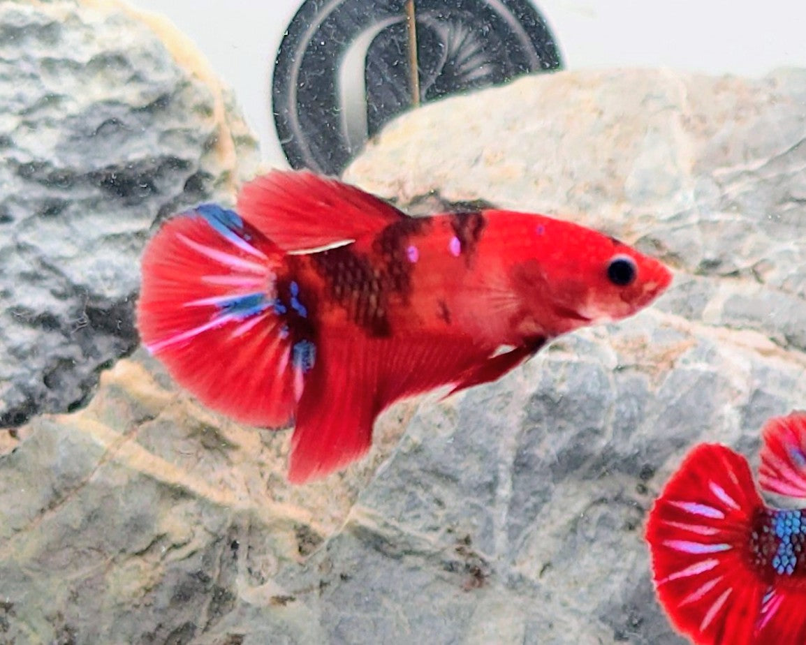 Red Candy Koi HMPK Female 1 | WYSIWYG