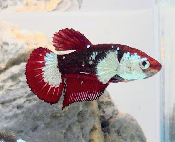 Hantengu (Red Black Mamba) Halfmoon Female Betta | WYSIWYG